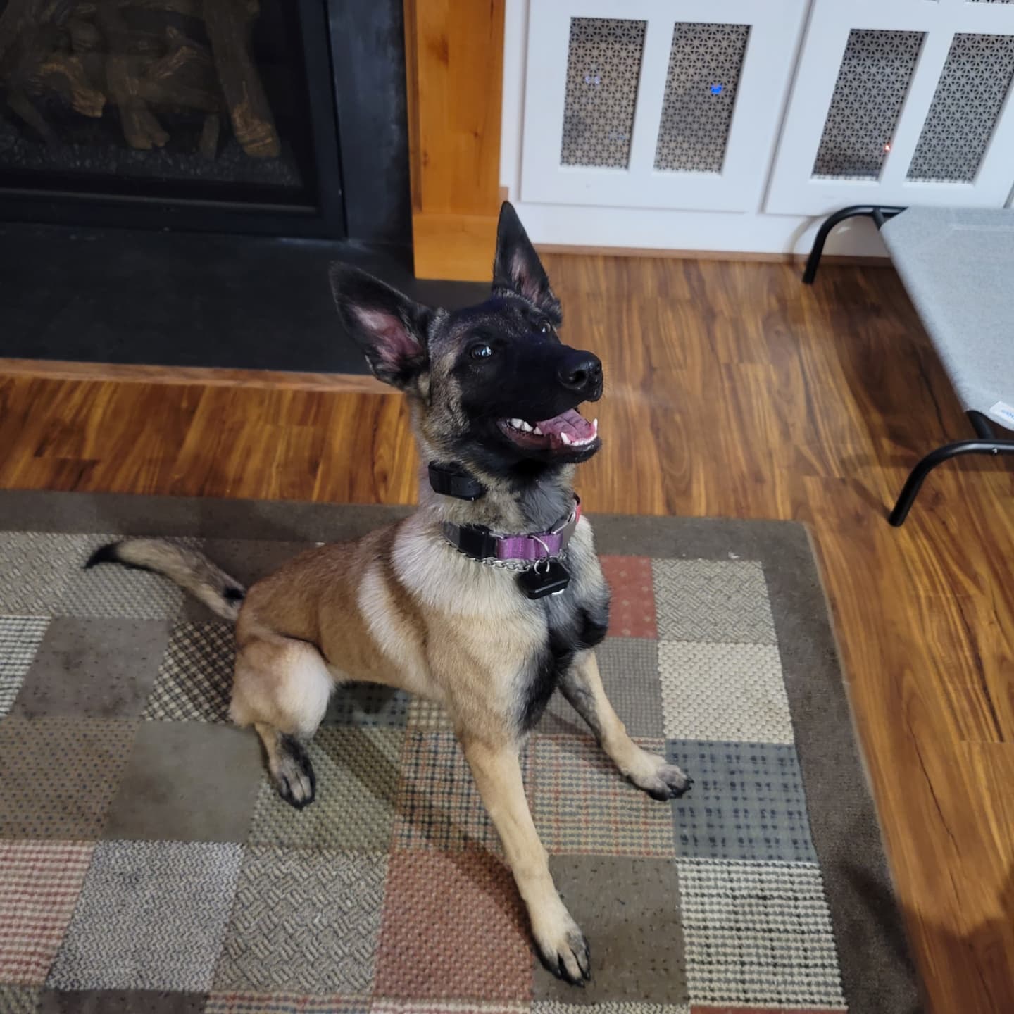 Shadow Malinois Breeding Dogs - Dam - C'Shadow Ot Vitosha - Love Belgian Malinois