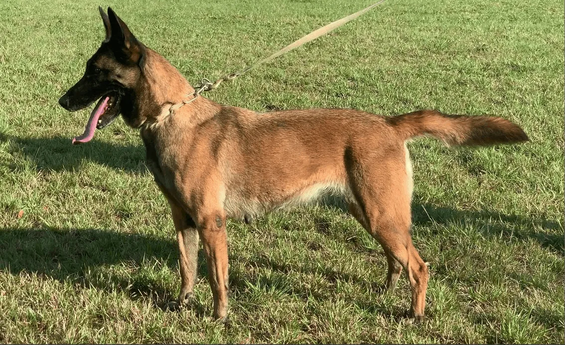 Shadow Malinois Breeding Dogs - Dam - C'Shadow Ot Vitosha - Love Belgian Malinois